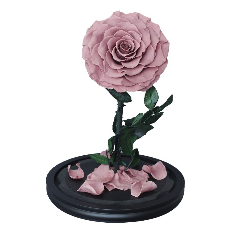 Glass cover rose Christmas gift little prince eternal flower finished birthday gift dried preserved flower