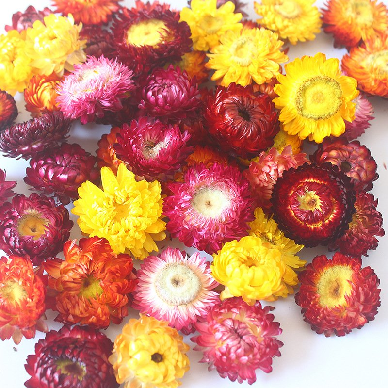wholesale strawflower dry daisy flower head mix colour materials natural dried flowers for candle making