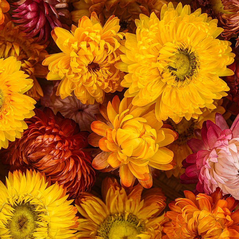 wholesale strawflower dry daisy flower head mix colour materials natural dried flowers for candle making
