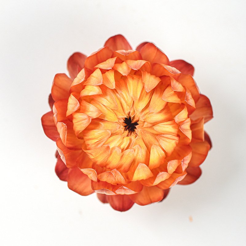 wholesale strawflower dry daisy flower head mix colour materials natural dried flowers for candle making