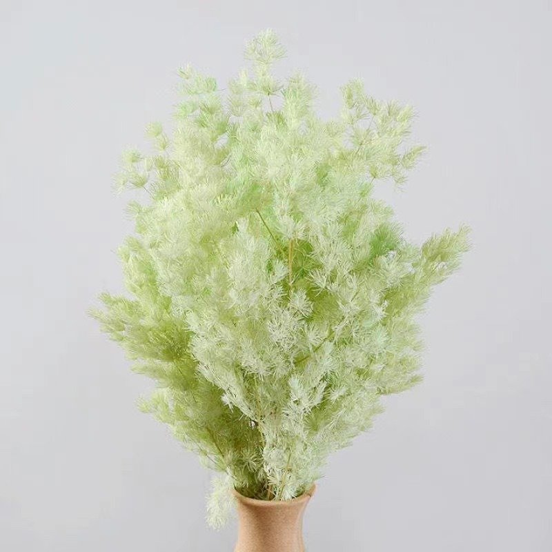 2024 sells well home decoration preserved ming fern used Valentine's Day and Wedding decoration