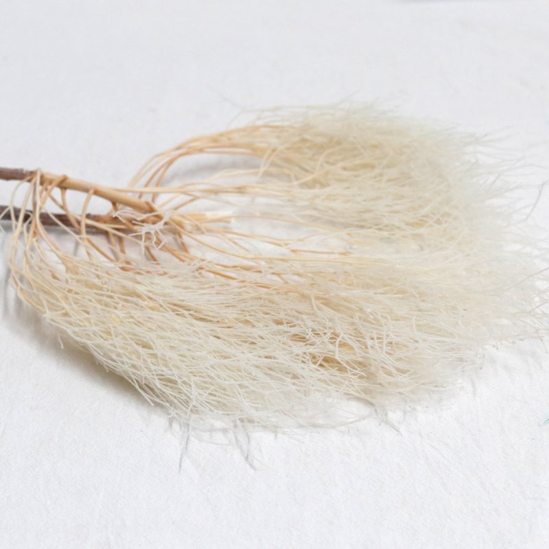 GH-077 hot sale dried grass real natural stabilized eternal preserved Dream Grass for wedding decor
