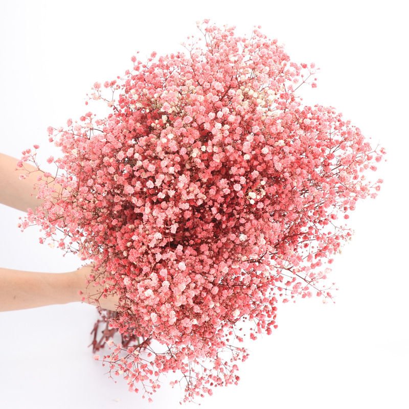Multiple Color Real Flower Gypsophila Preserved Baby's Breath Garland Flower Dried Babys Breath for Wedding Home Decoration
