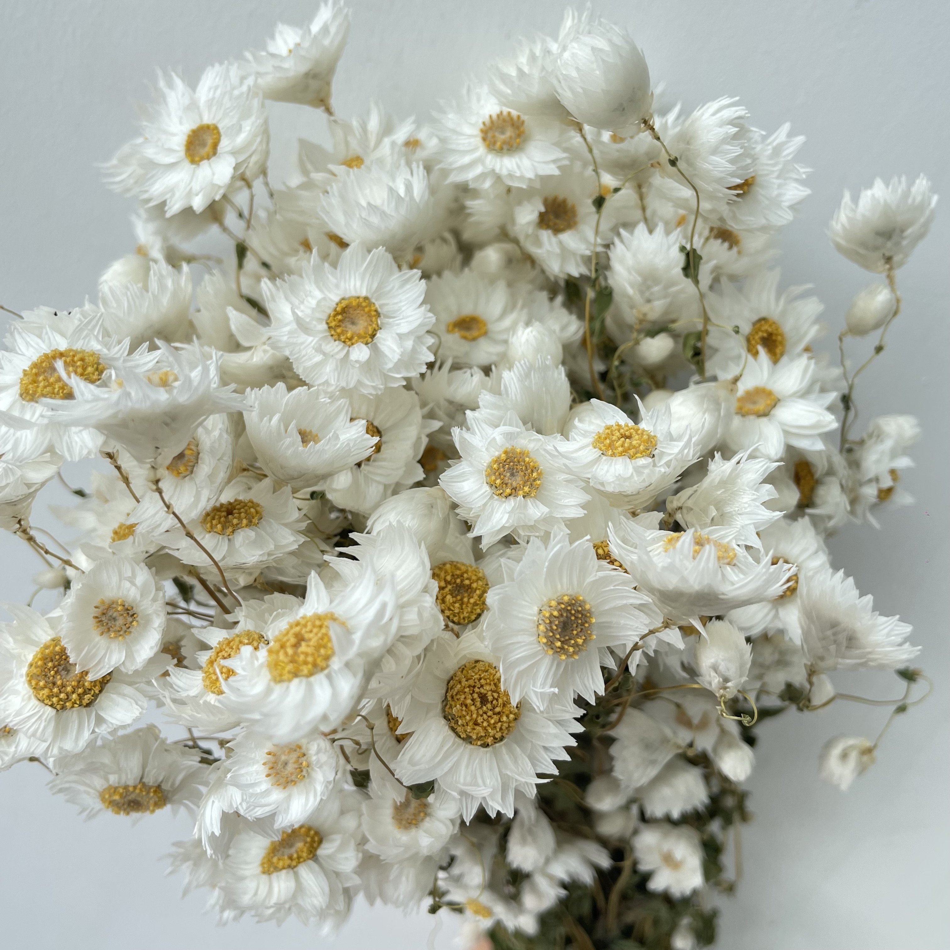decorative flowers dry rhodanthe real natural dried flowers plants everlasting daisy party decorations daisy flowers