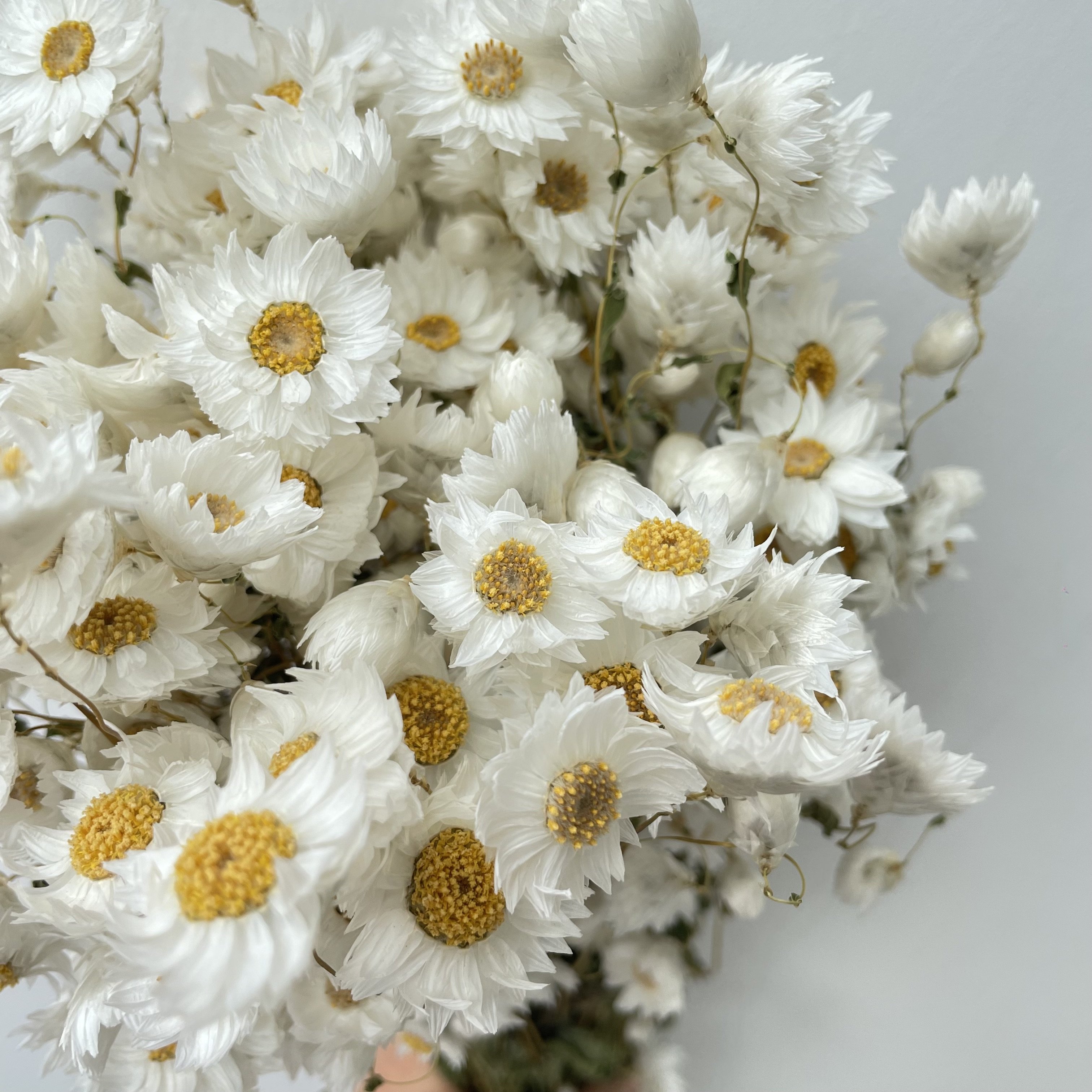 decorative flowers dry rhodanthe real natural dried flowers plants everlasting daisy party decorations daisy flowers