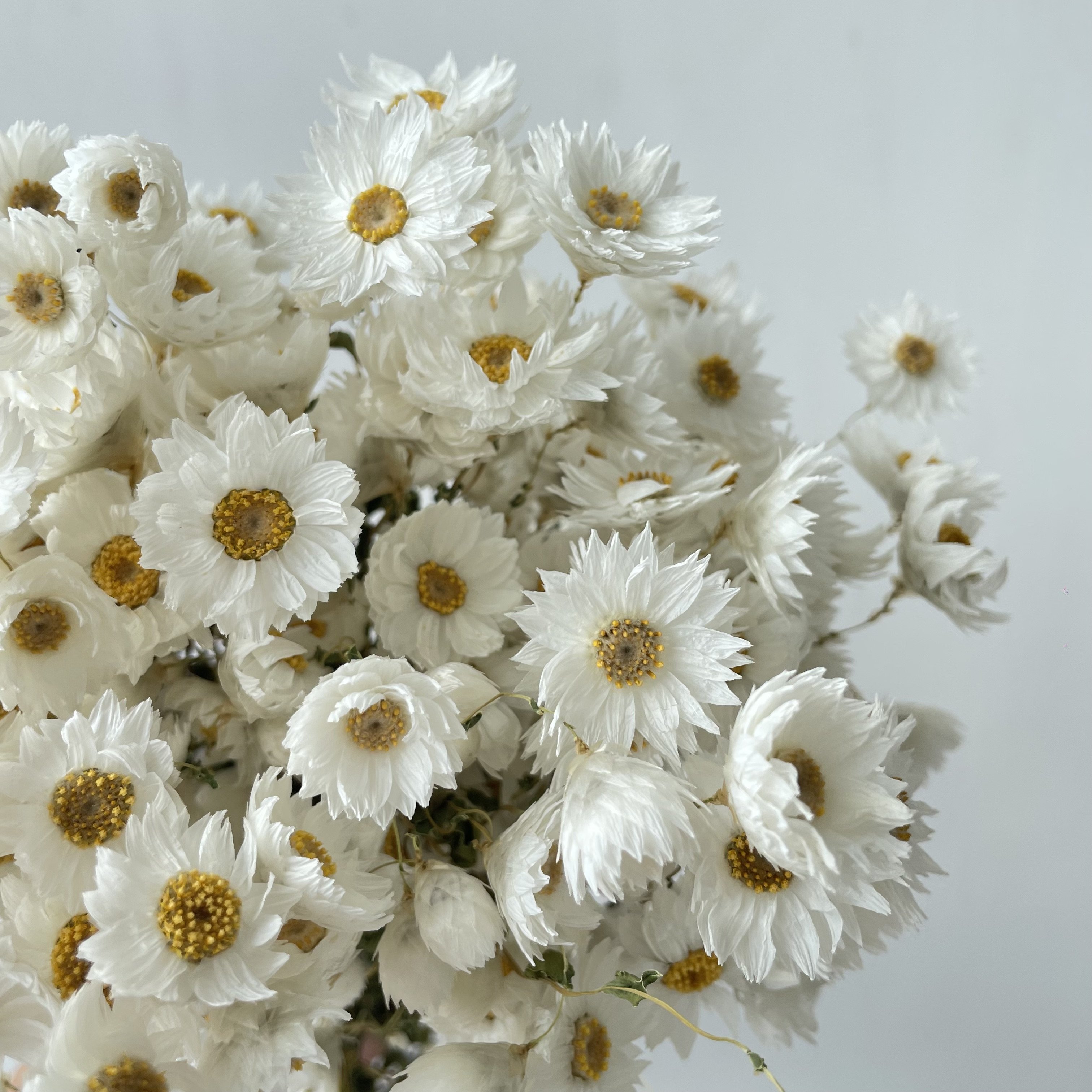 decorative flowers dry rhodanthe real natural dried flowers plants everlasting daisy party decorations daisy flowers