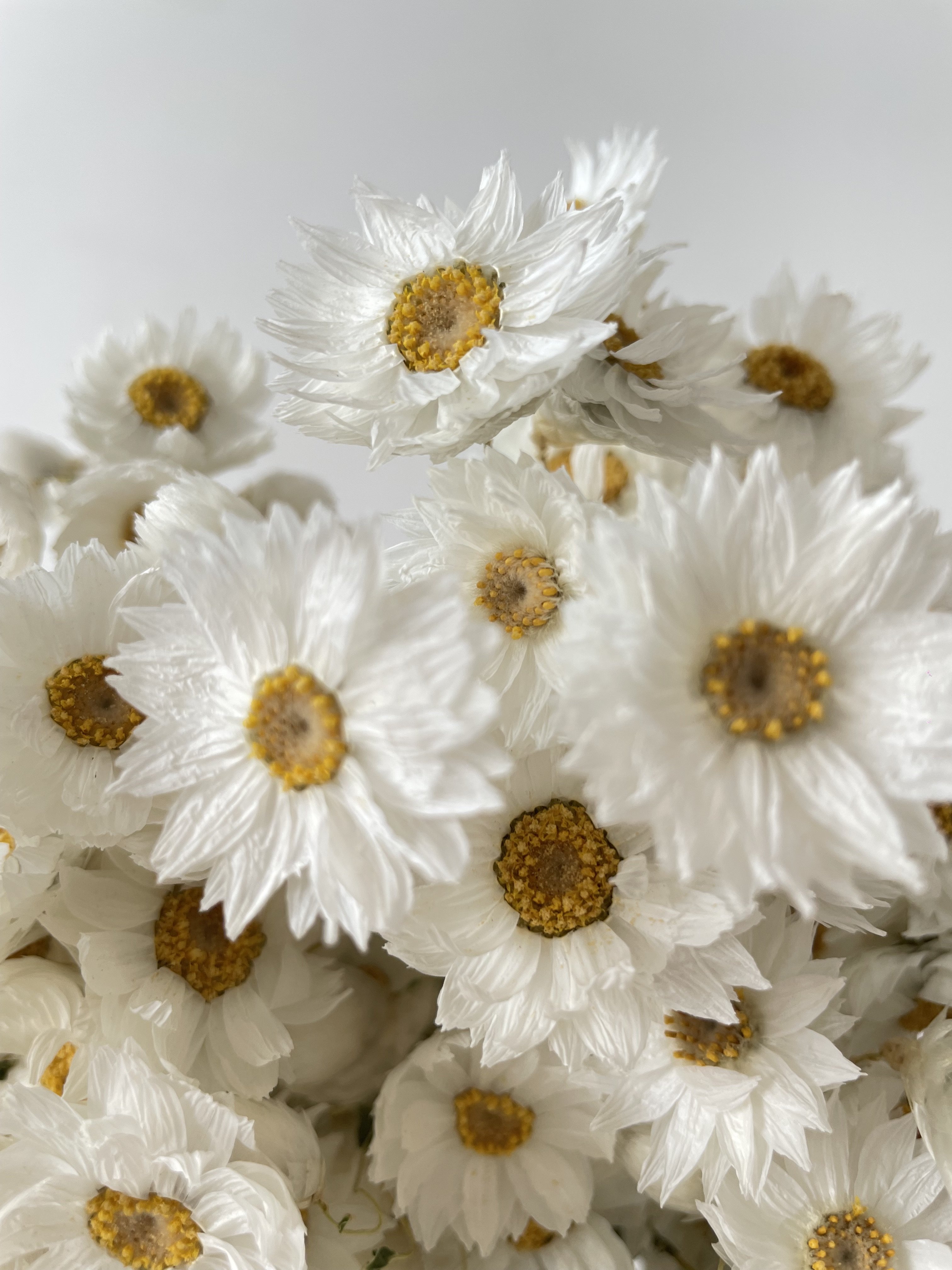 decorative flowers dry rhodanthe real natural dried flowers plants everlasting daisy party decorations daisy flowers