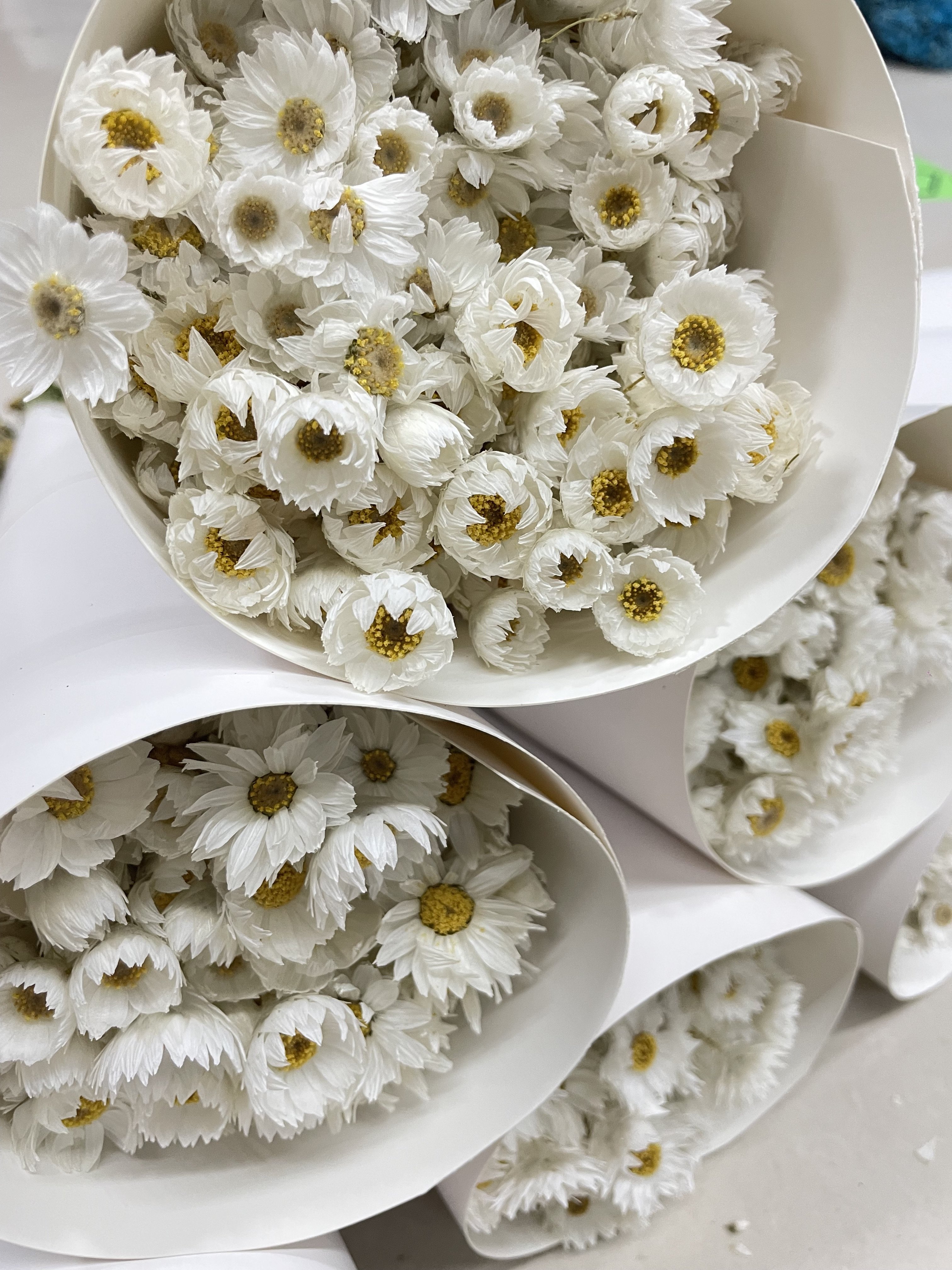 decorative flowers dry rhodanthe real natural dried flowers plants everlasting daisy party decorations daisy flowers