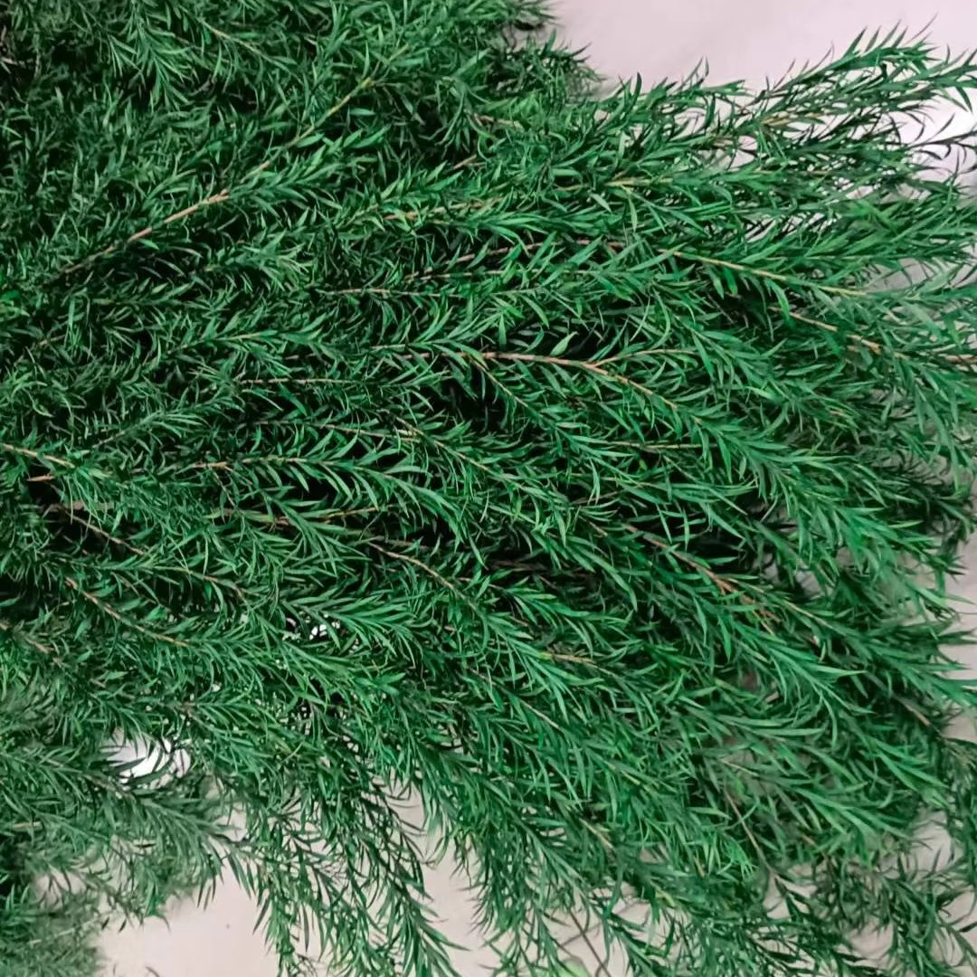 A-71 Real Natural Everlasting Dried Preserved Flower Preserved Melaleuca Bracteata For Floral Arrangement Christmas Occasions