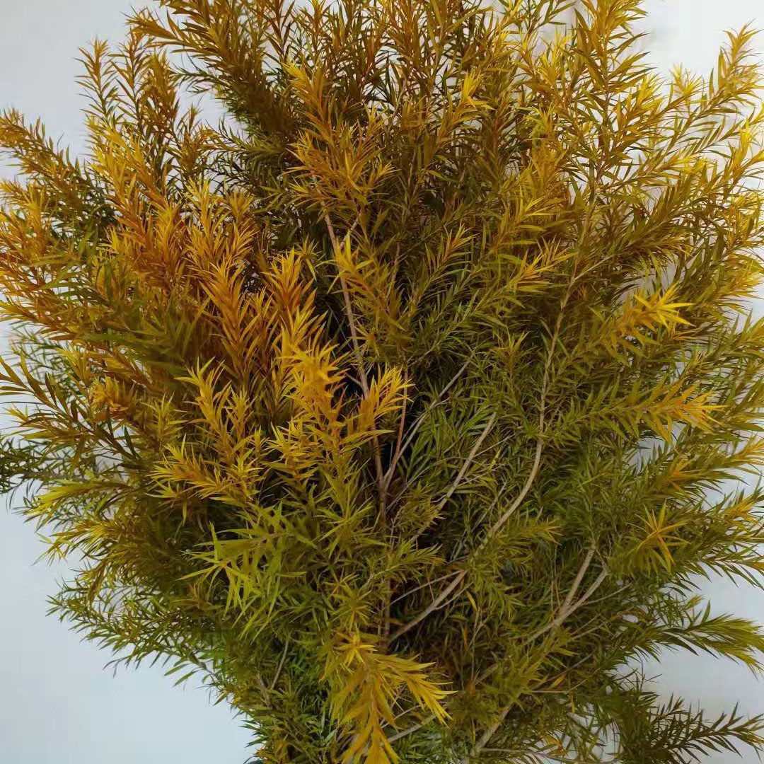 A-71 Real Natural Everlasting Dried Preserved Flower Preserved Melaleuca Bracteata For Floral Arrangement Christmas Occasions