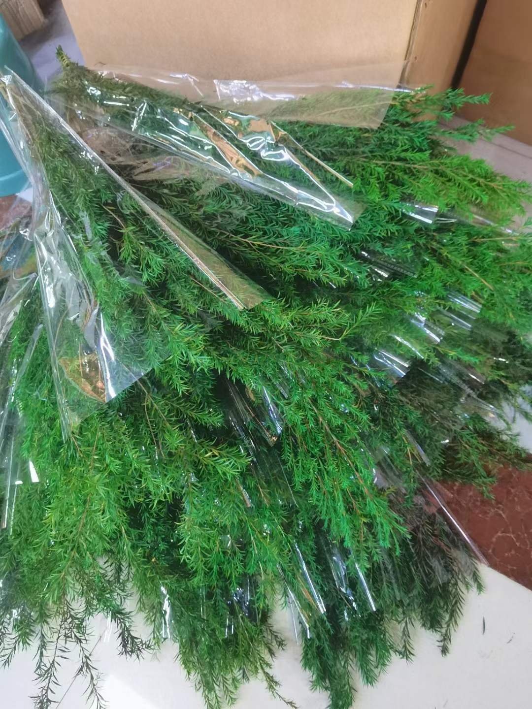 A-71 Real Natural Everlasting Dried Preserved Flower Preserved Melaleuca Bracteata For Floral Arrangement Christmas Occasions
