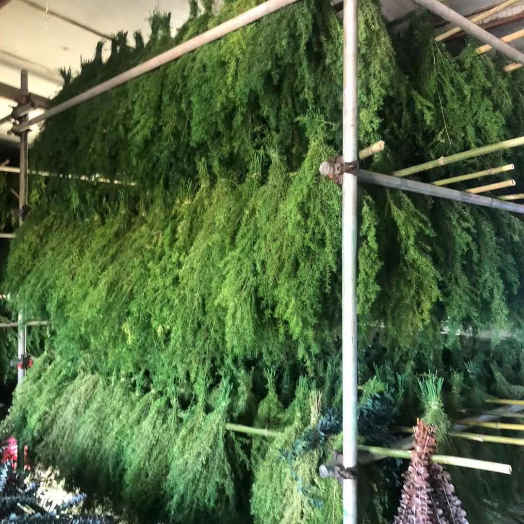 A-71 Real Natural Everlasting Dried Preserved Flower Preserved Melaleuca Bracteata For Floral Arrangement Christmas Occasions