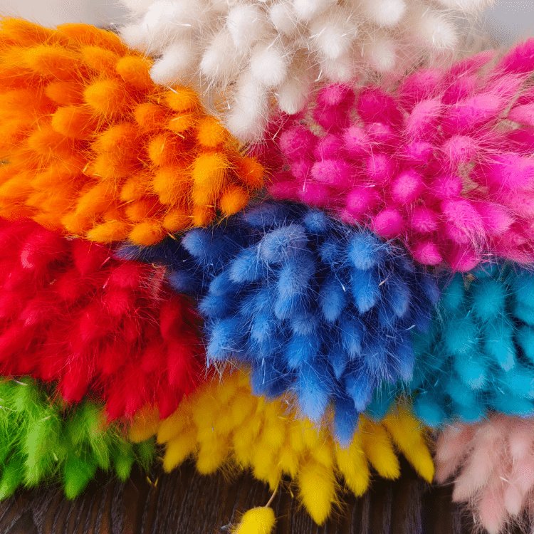 One bundle of 55 stems Dried bunny tails Home decoration Dried flower bouquet Dried Lagurus Ovatus plants flower