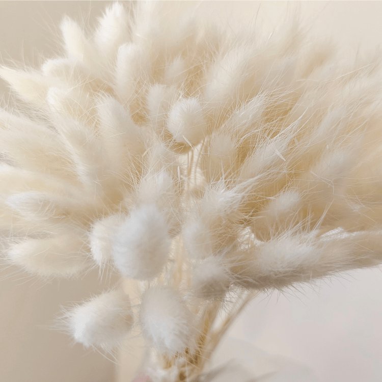 One bundle of 55 stems Dried bunny tails Home decoration Dried flower bouquet Dried Lagurus Ovatus plants flower