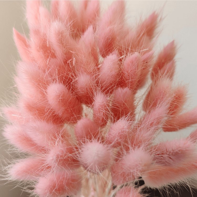 One bundle of 55 stems Dried bunny tails Home decoration Dried flower bouquet Dried Lagurus Ovatus plants flower