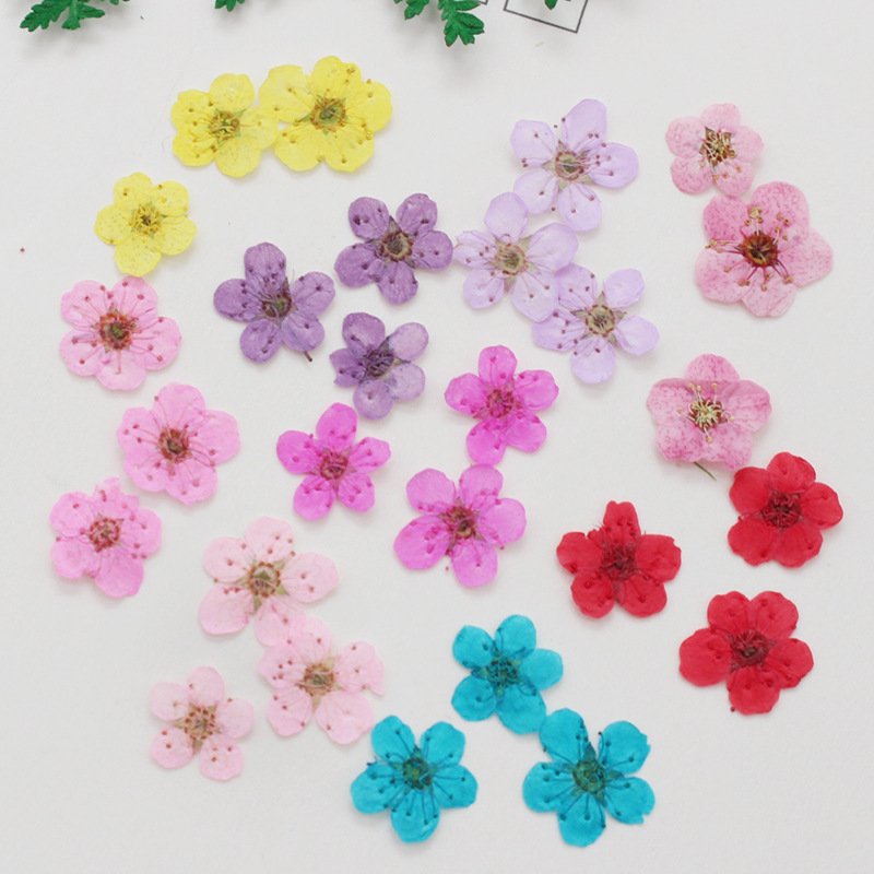 Mini Pressed Dried Narcissus Jonquilla Flower for Epoxy Resin Jewelry Bookmark Postcard Nailart Craft DIY