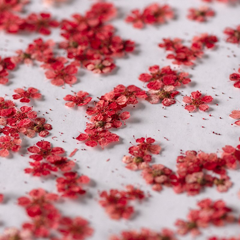 Mini Pressed Dried Narcissus Jonquilla Flower for Epoxy Resin Jewelry Bookmark Postcard Nailart Craft DIY