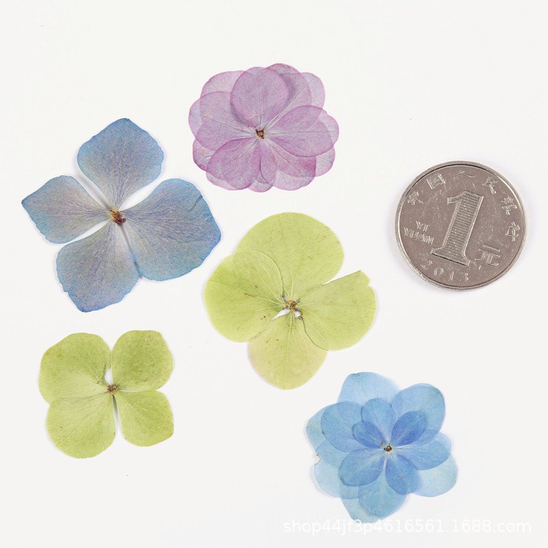 Hydrangea hot selling dried flower decorative for home wedding decoration