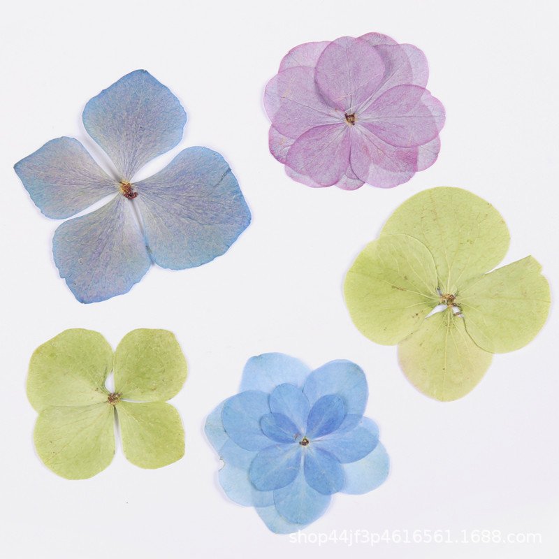 Hydrangea hot selling dried flower decorative for home wedding decoration