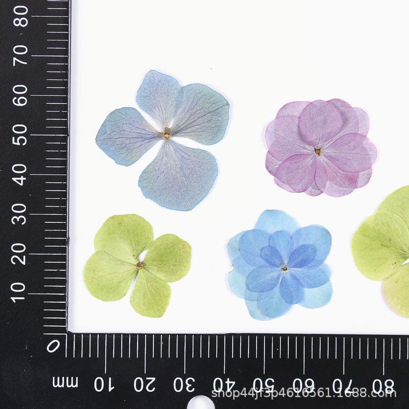 Hydrangea hot selling dried flower decorative for home wedding decoration