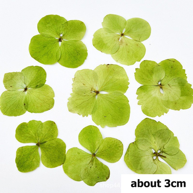 Hydrangea hot selling dried flower decorative for home wedding decoration