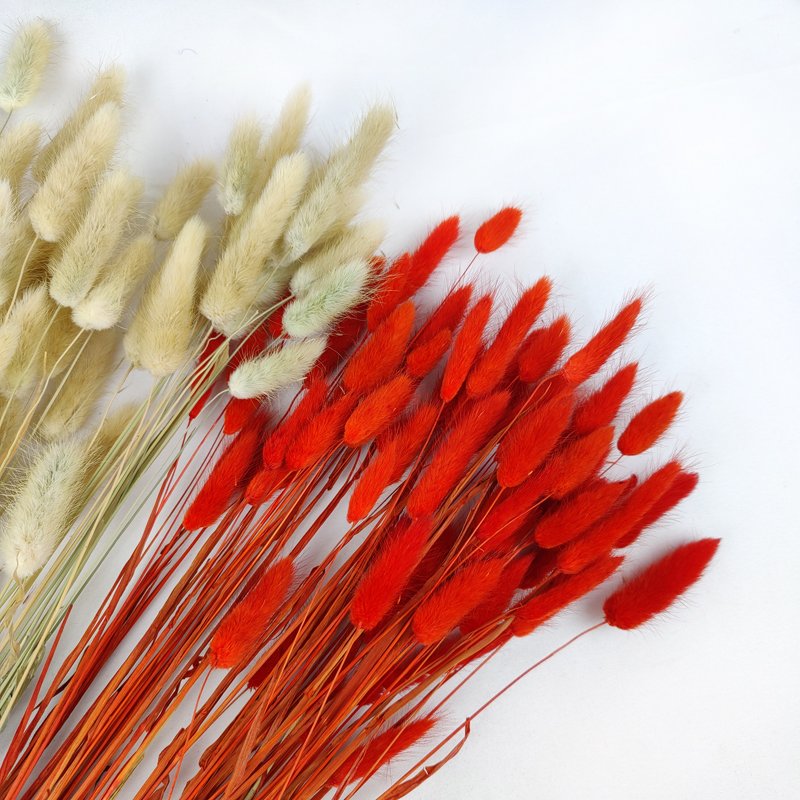 Dried Bunny Tails Natural Lagurus Ovatus Lamb Tails Home Wedding Decor Pampas Grass Dry Flowers Bunny Tails Grass