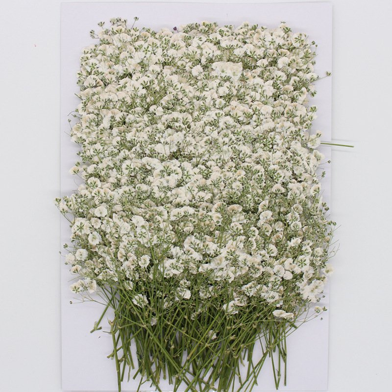 MNR1925 Gypsophila dried pressed flower for DIY scented candles