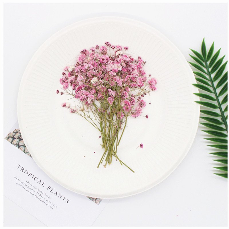 MNR1925 Gypsophila dried pressed flower for DIY scented candles
