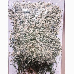 White-dyed