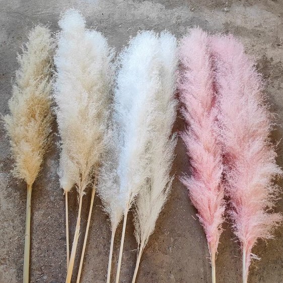 L Boho Wedding Arrangement Decor Long Plumes Preserved Pink Beige Reed Pampasgras Bleached White Fluffy Large Dried Pampas Grass