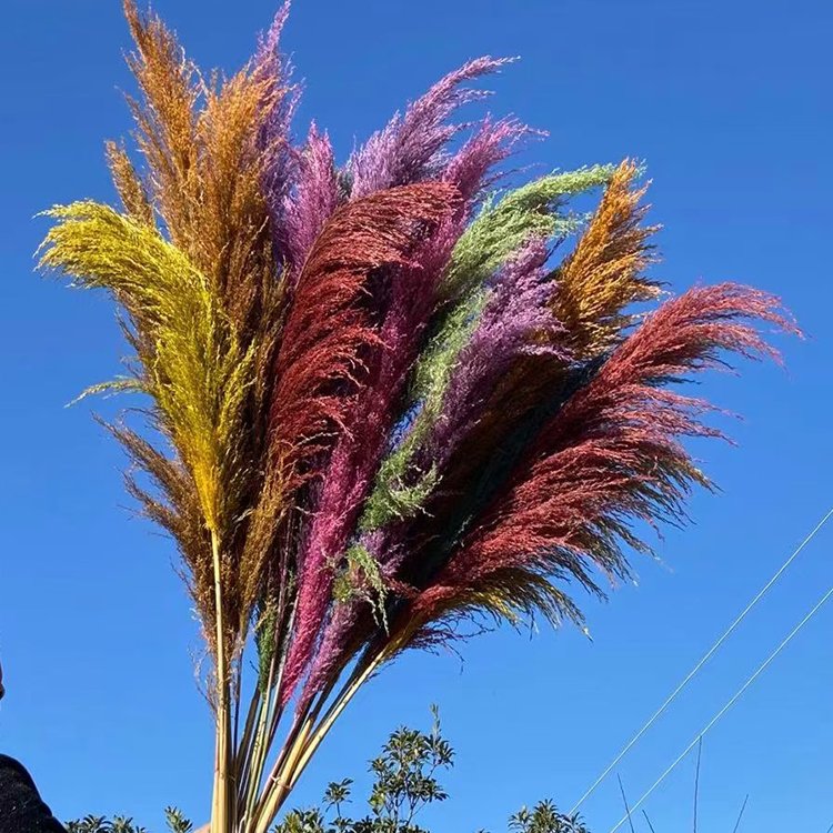 L Boho Wedding Arrangement Decor Long Plumes Preserved Pink Beige Reed Pampasgras Bleached White Fluffy Large Dried Pampas Grass