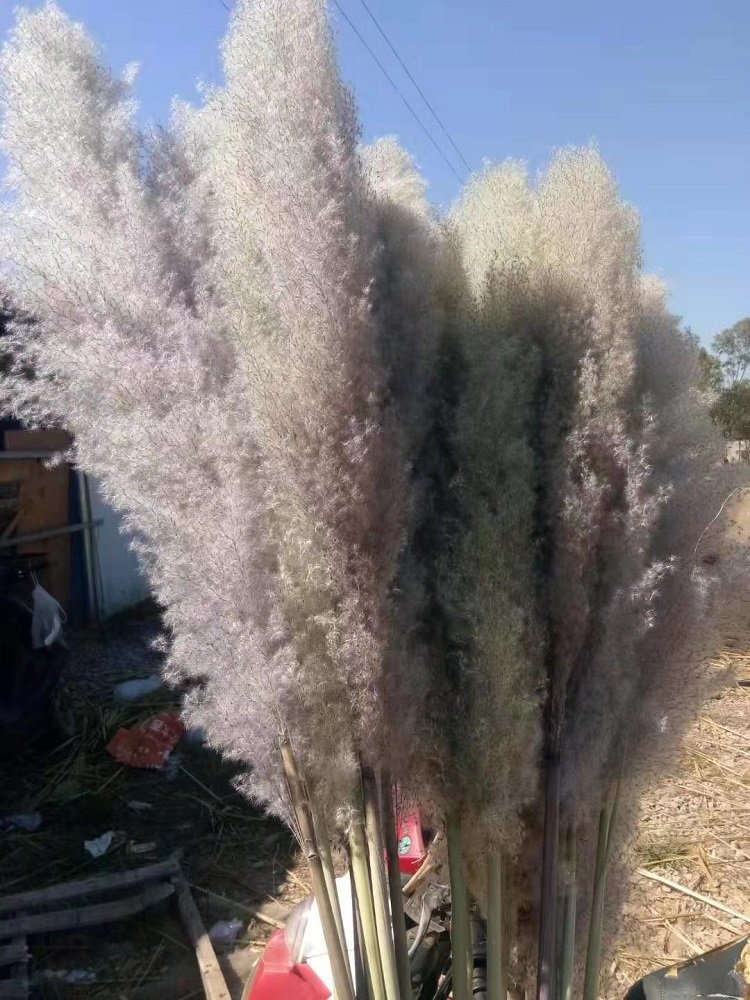 L Boho Wedding Arrangement Decor Long Plumes Preserved Pink Beige Reed Pampasgras Bleached White Fluffy Large Dried Pampas Grass