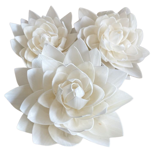 Hot Selling Trending Wholesale Dahlia Sola Flower for Events & Home Decoration Christmas New Year