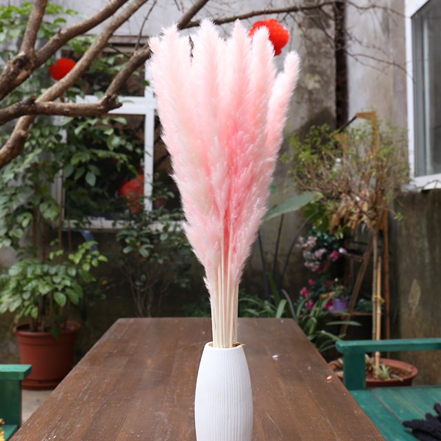 natural white pink reed small pampas real dry pampas grass for home wedding decorations