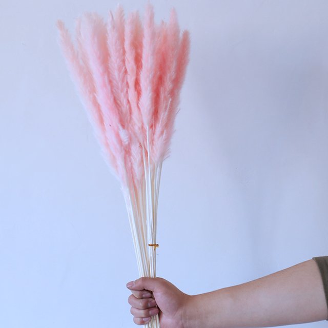 natural white pink reed small pampas real dry pampas grass for home wedding decorations