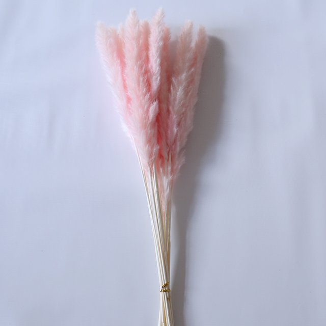 natural white pink reed small pampas real dry pampas grass for home wedding decorations