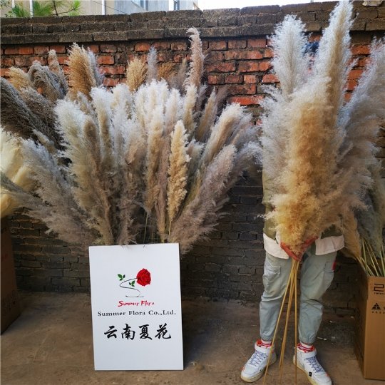 SumFlora 2024 Home Wedding Decor fluffy large Pampas Grass Decoration beige large pampass grass