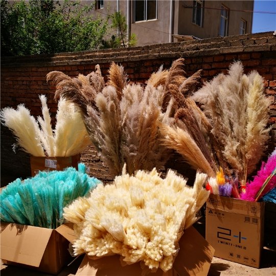 SumFlora 2024 Home Wedding Decor fluffy large Pampas Grass Decoration beige large pampass grass