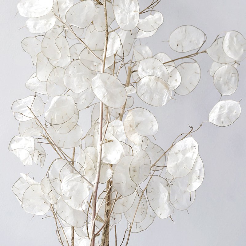 preserved Honesty dried flowers dry Lunaria annua natural dried lunaria for decoration