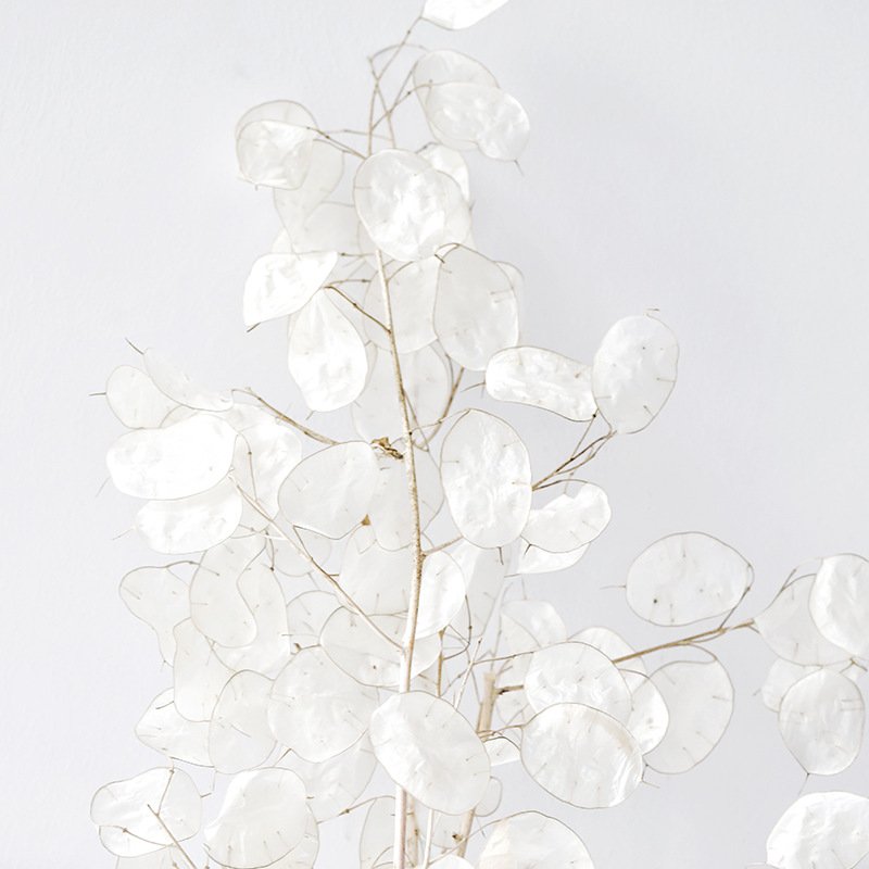 preserved Honesty dried flowers dry Lunaria annua natural dried lunaria for decoration