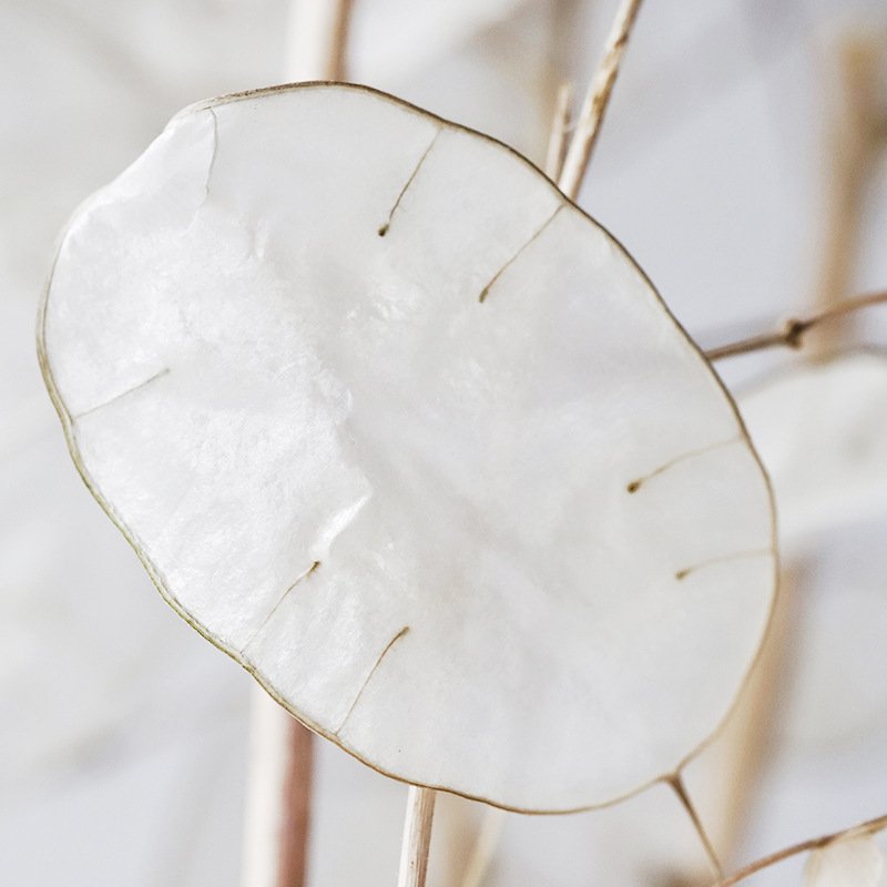 preserved Honesty dried flowers dry Lunaria annua natural dried lunaria for decoration