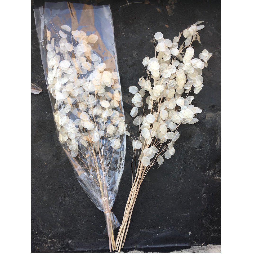 preserved Honesty dried flowers dry Lunaria annua natural dried lunaria for decoration