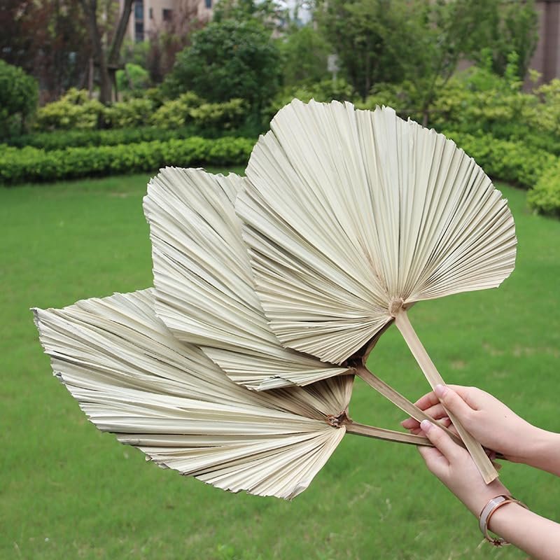 Factory wholesale Natural Dried Real Palm Spears Flowers Arrangement Prune Palm Frond Leaves Palm Leaf Fan