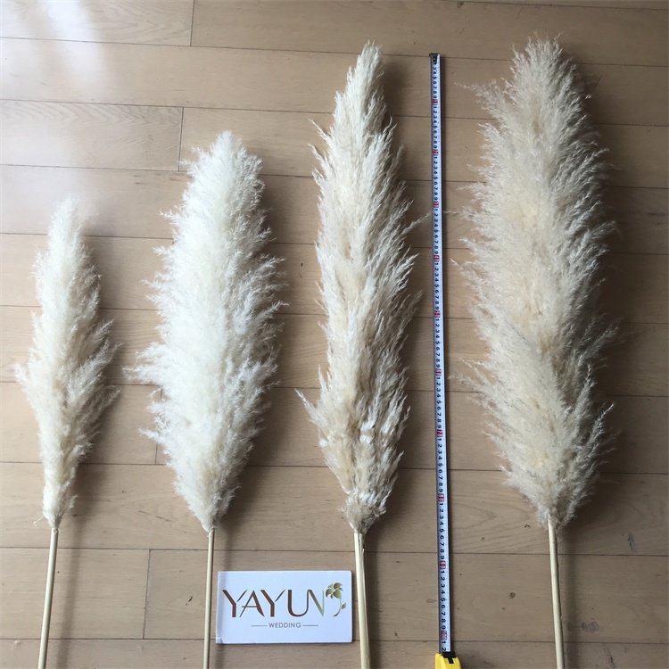 YAYUN CH2041 Natural Dried Flower Large Pampas Grass For Wedding Decoration