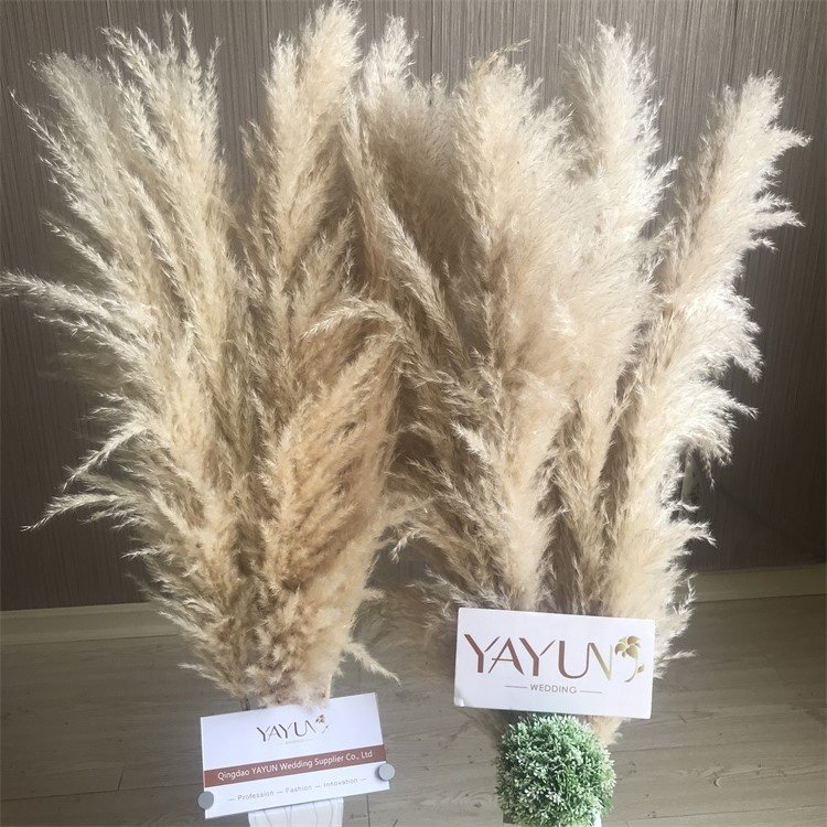 YAYUN CH2041 Natural Dried Flower Large Pampas Grass For Wedding Decoration