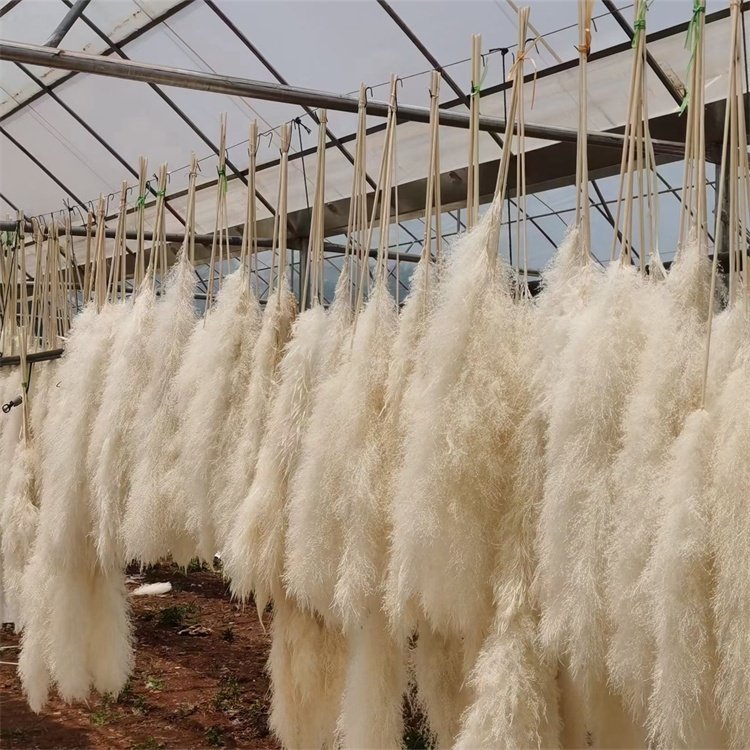 YAYUN CH2041 Natural Dried Flower Large Pampas Grass For Wedding Decoration