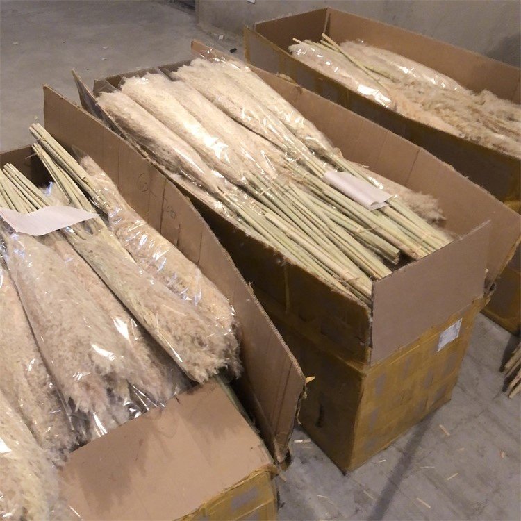 YAYUN CH2041 Natural Dried Flower Large Pampas Grass For Wedding Decoration