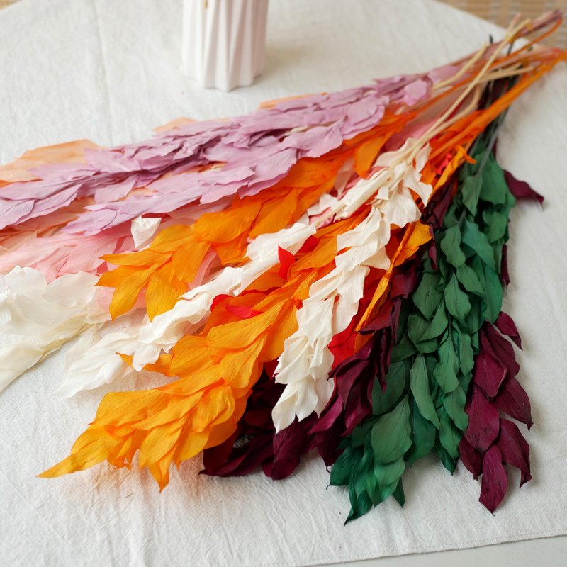 Ruscus Leaves Dried Flower Arrangements Decoration Natural Preserved Flowers Bleached Orange Leaves Italian Israel Ruscus Leaves
