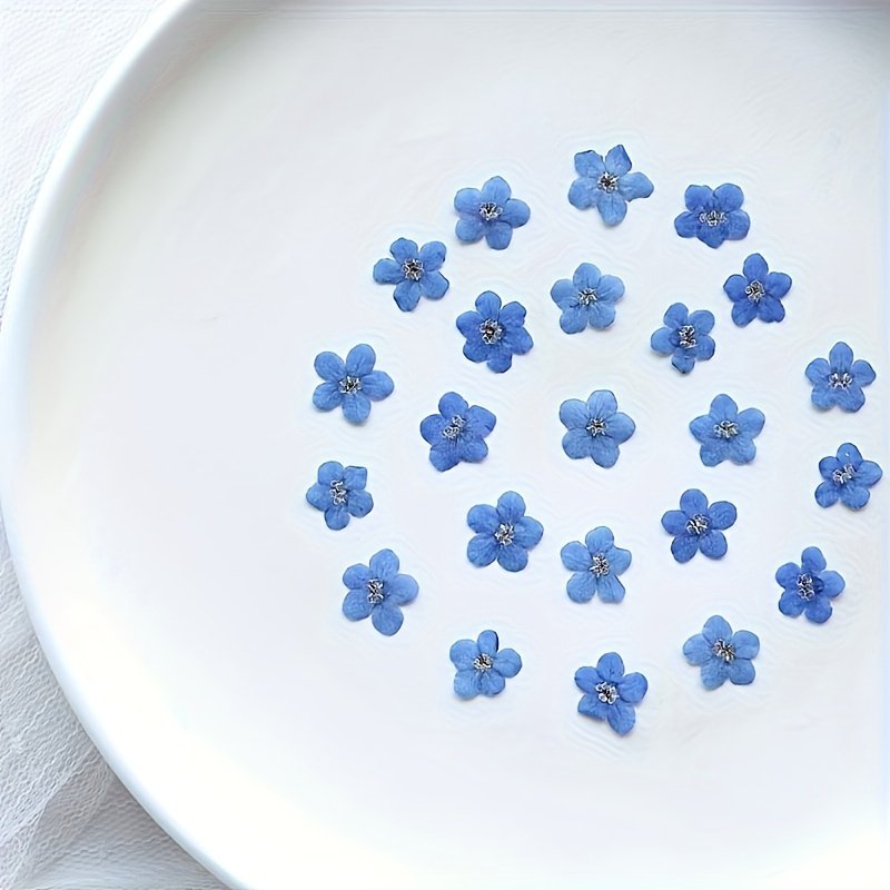 Mini Blue Dried Pressed Don't Forget Me Flowers For Resin Scrapbooking Photo Frame Bookmark DIY