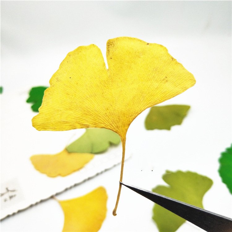 I635 Ginkgo Biloba with Branched Flowers Handmade Bookmark Decorations Dried Pressed Leaves